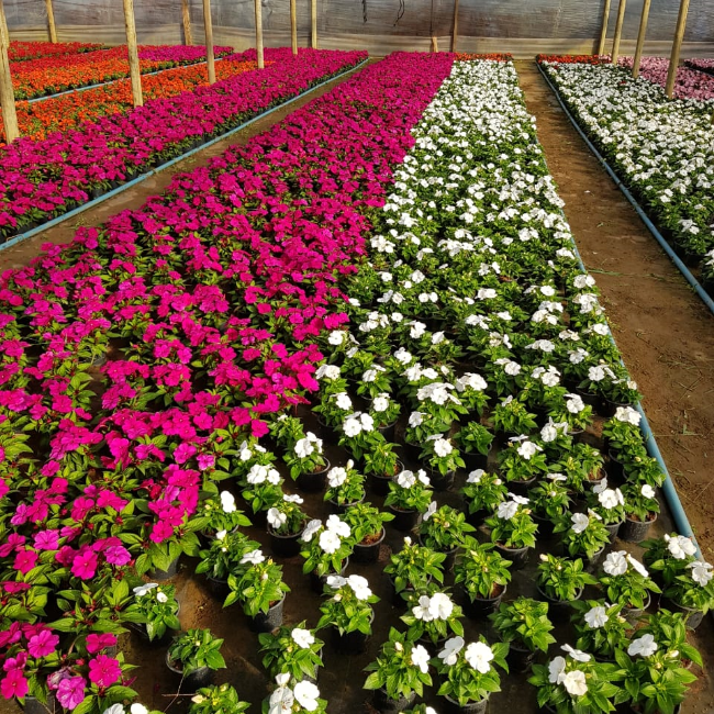 Flor SunPatiens: características, como cultivar e muito mais. Conheça!